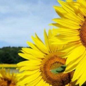 Tournesols dans un champ sous un ciel bleu